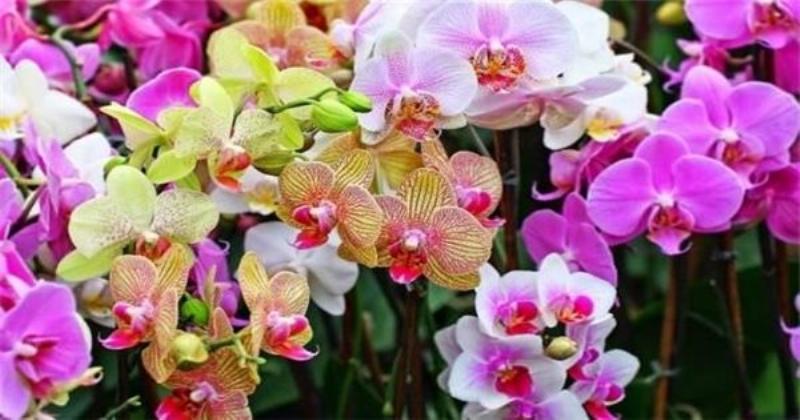 Khi nào và cách thay chậu cho cây lan đúng kỹ thuật